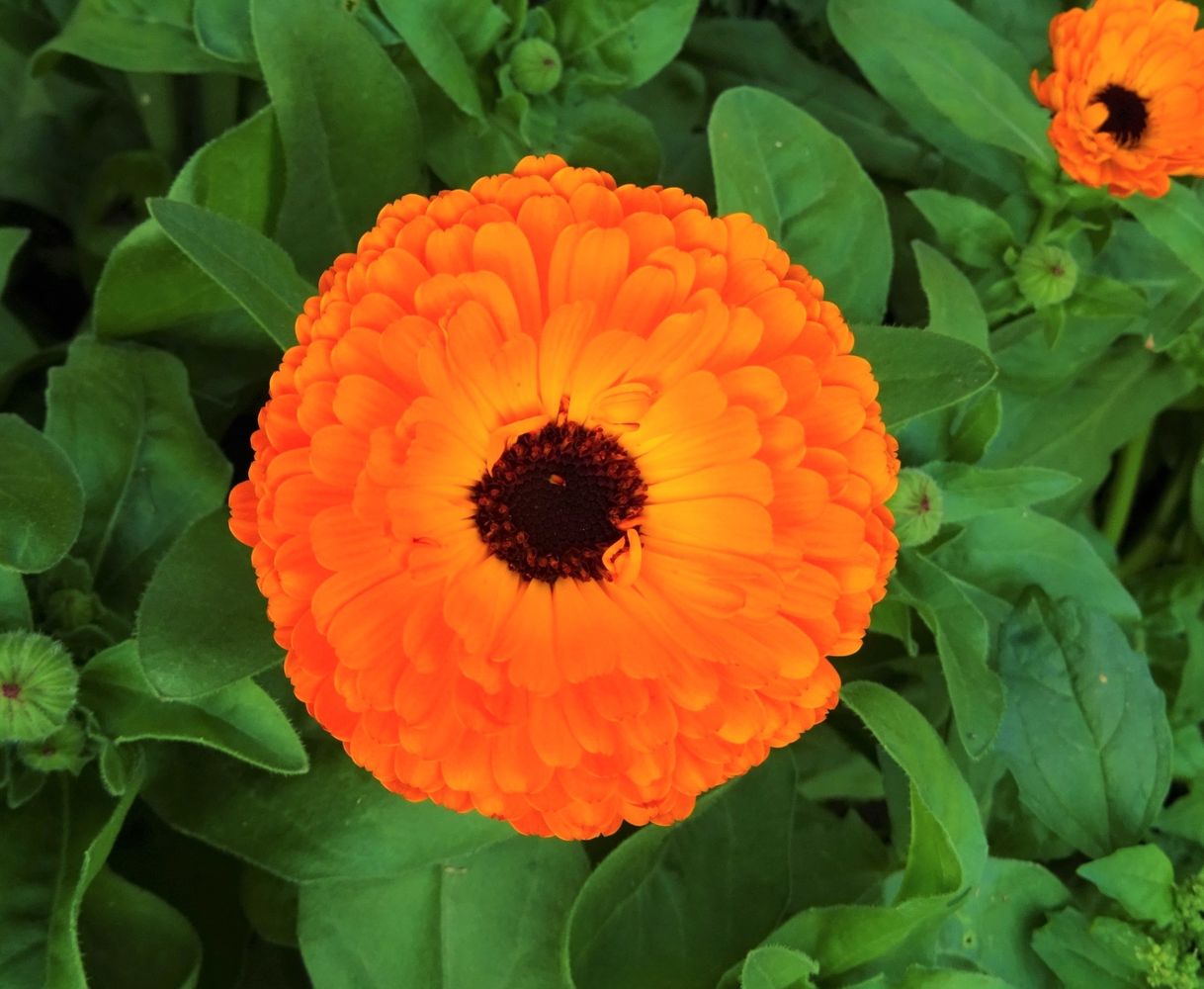 Calendula officinalis wild